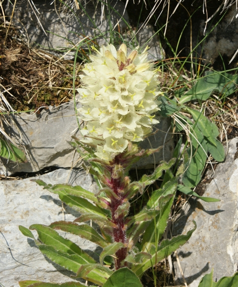 Pflanzenbild gross Straussblütige Glockenblume - Campanula thyrsoides