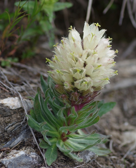 Pflanzenbild gross Straussblütige Glockenblume - Campanula thyrsoides