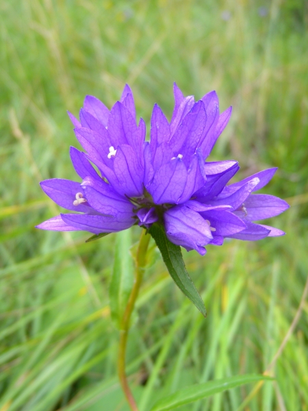 Pflanzenbild gross Gewöhnliche Knäuel-Glockenblume - Campanula glomerata subsp. glomerata
