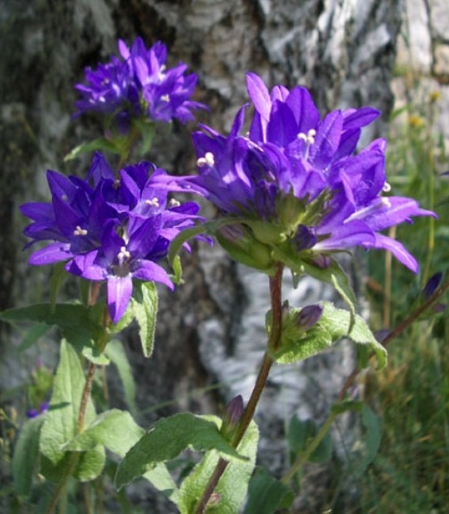Pflanzenbild gross Gewöhnliche Knäuel-Glockenblume - Campanula glomerata subsp. glomerata