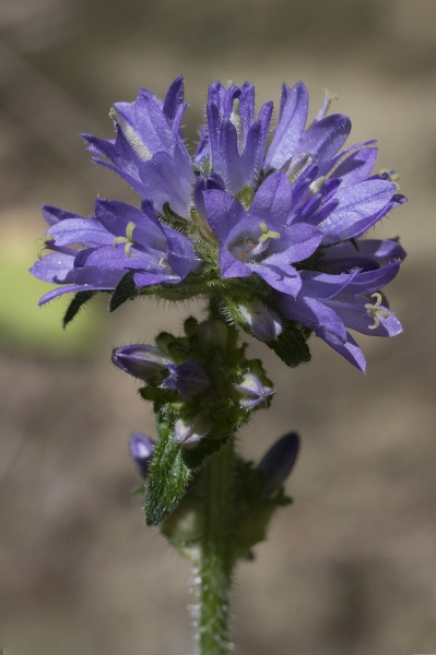 Pflanzenbild gross Borstige Glockenblume - Campanula cervicaria