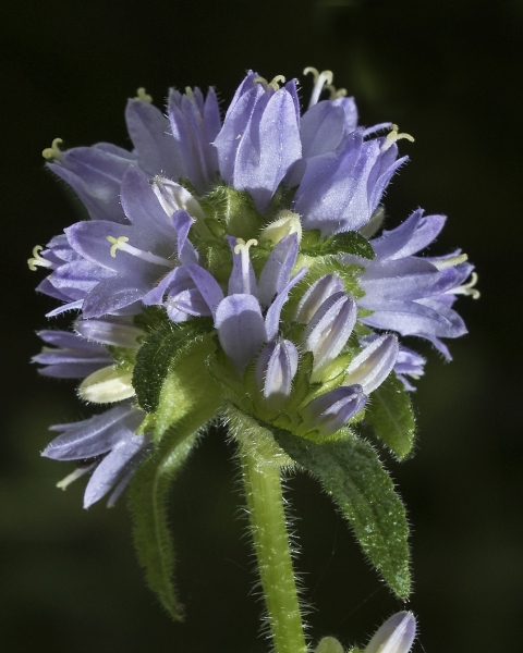 Pflanzenbild gross Borstige Glockenblume - Campanula cervicaria