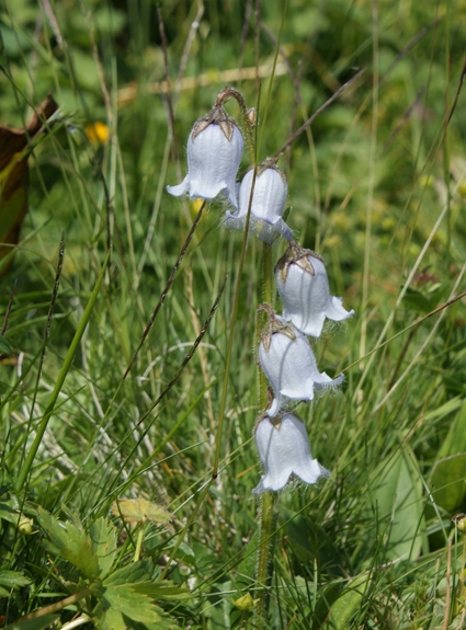 Pflanzenbild gross Bärtige Glockenblume - Campanula barbata