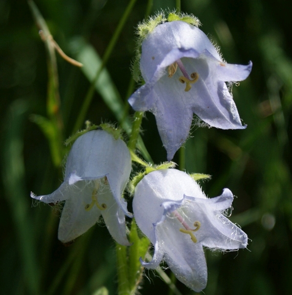 Pflanzenbild gross Bärtige Glockenblume - Campanula barbata