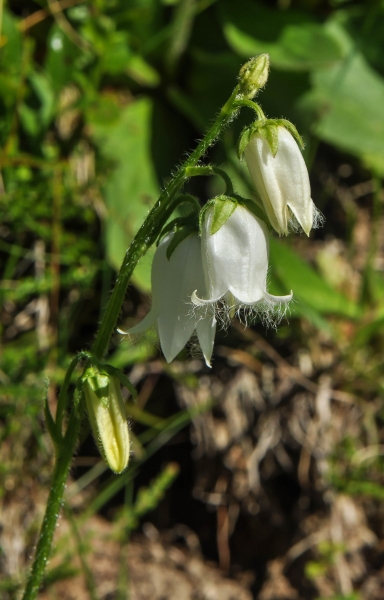 Pflanzenbild gross Bärtige Glockenblume - Campanula barbata