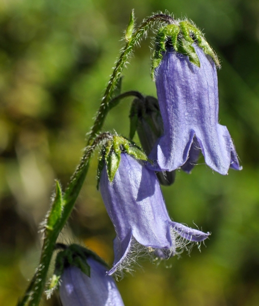 Pflanzenbild gross Bärtige Glockenblume - Campanula barbata
