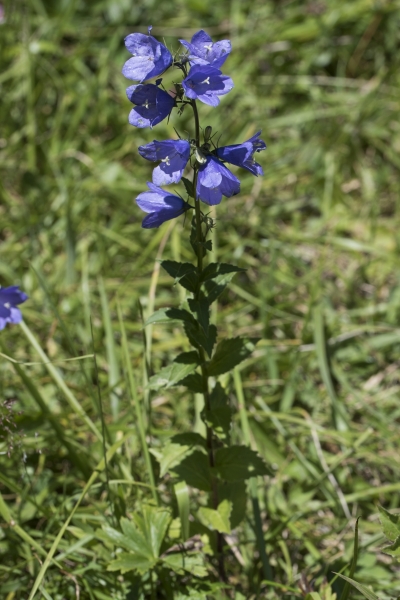 Pflanzenbild gross Rautenblättrige Glockenblume - Campanula rhomboidalis