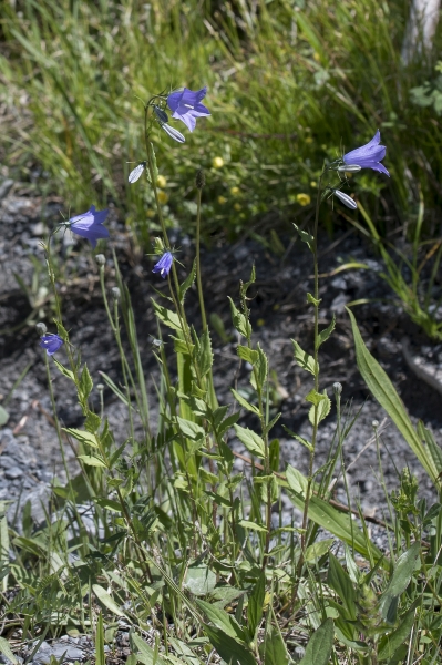 Pflanzenbild gross Rautenblättrige Glockenblume - Campanula rhomboidalis