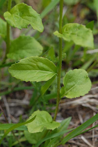 Pflanzenbild gross Rautenblättrige Glockenblume - Campanula rhomboidalis