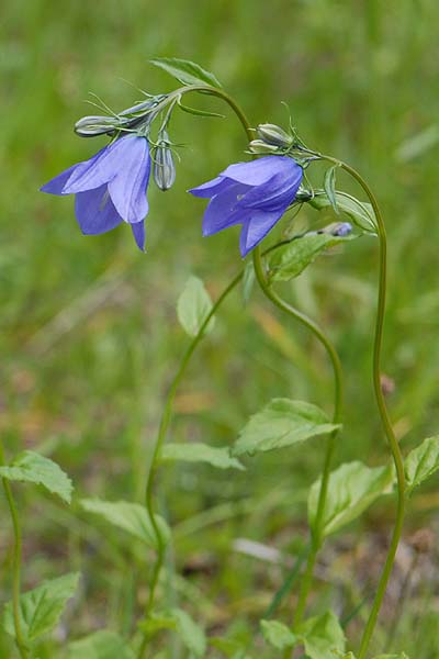 Pflanzenbild gross Rautenblättrige Glockenblume - Campanula rhomboidalis
