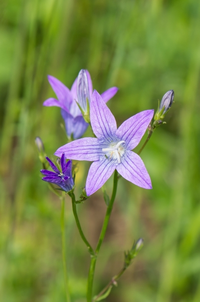 Pflanzenbild gross Gewöhnliche Wiesen-Glockenblume - Campanula patula subsp. patula