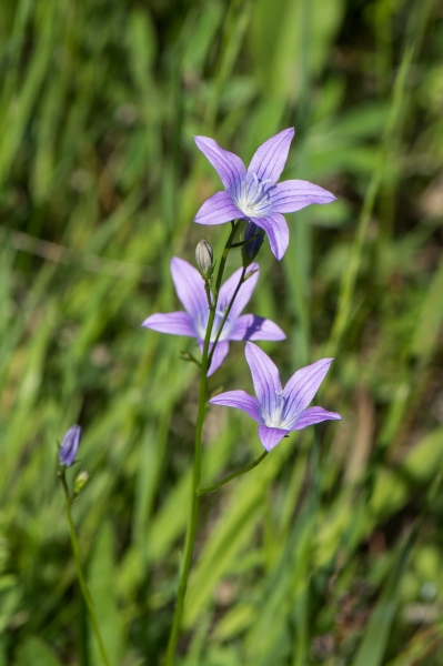 Pflanzenbild gross Gewöhnliche Wiesen-Glockenblume - Campanula patula subsp. patula
