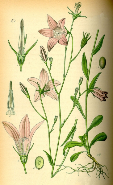 Pflanzenbild gross Gewöhnliche Wiesen-Glockenblume - Campanula patula subsp. patula