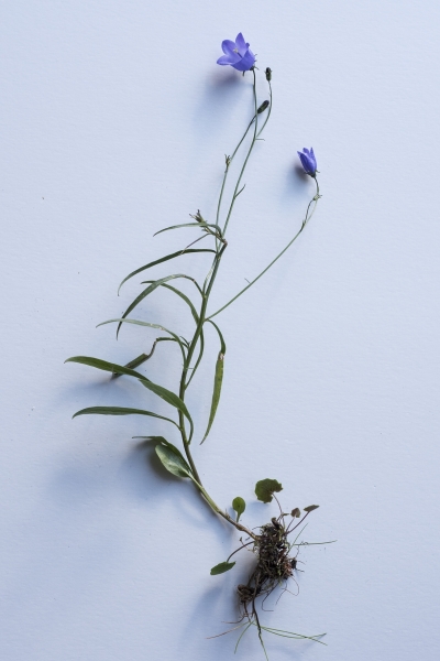 Pflanzenbild gross Rundblättrige Glockenblume - Campanula rotundifolia