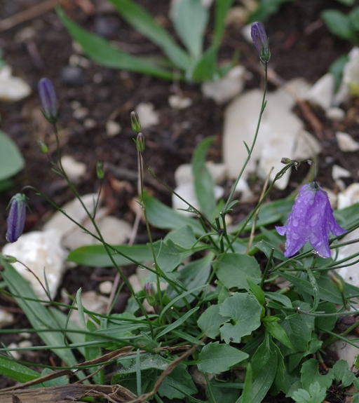 Pflanzenbild gross Rundblättrige Glockenblume - Campanula rotundifolia