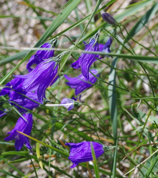 Pflanzenbild gross Rundblättrige Glockenblume - Campanula rotundifolia