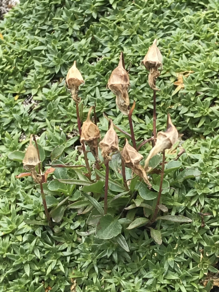 Pflanzenbild gross Niedliche Glockenblume - Campanula cochleariifolia