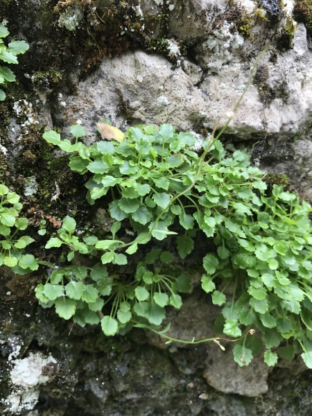 Pflanzenbild gross Niedliche Glockenblume - Campanula cochleariifolia