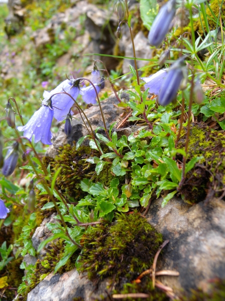 Pflanzenbild gross Niedliche Glockenblume - Campanula cochleariifolia