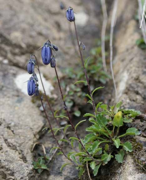 Pflanzenbild gross Niedliche Glockenblume - Campanula cochleariifolia