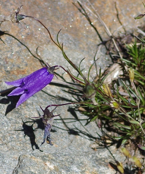 Pflanzenbild gross Ausgeschnittene Glockenblume - Campanula excisa