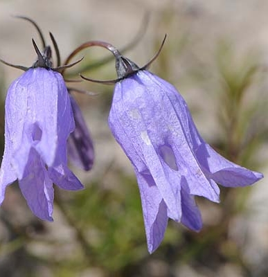 Pflanzenbild gross Ausgeschnittene Glockenblume - Campanula excisa