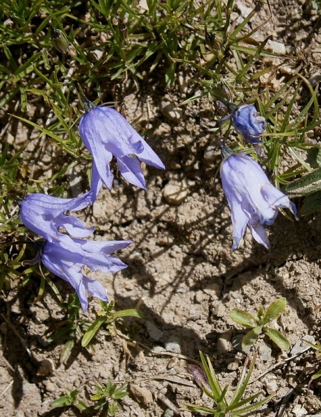 Pflanzenbild gross Ausgeschnittene Glockenblume - Campanula excisa