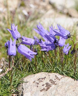 Pflanzenbild gross Ausgeschnittene Glockenblume - Campanula excisa