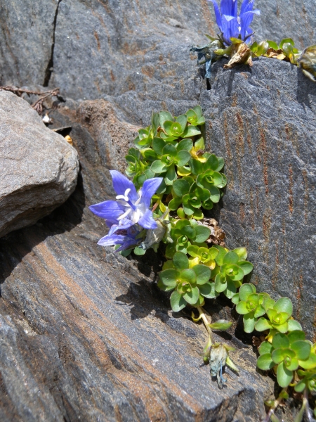 Pflanzenbild gross Mont Cenis-Glockenblume - Campanula cenisia