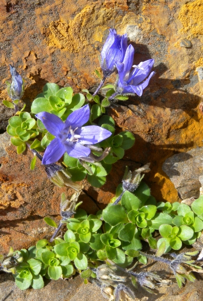 Pflanzenbild gross Mont Cenis-Glockenblume - Campanula cenisia