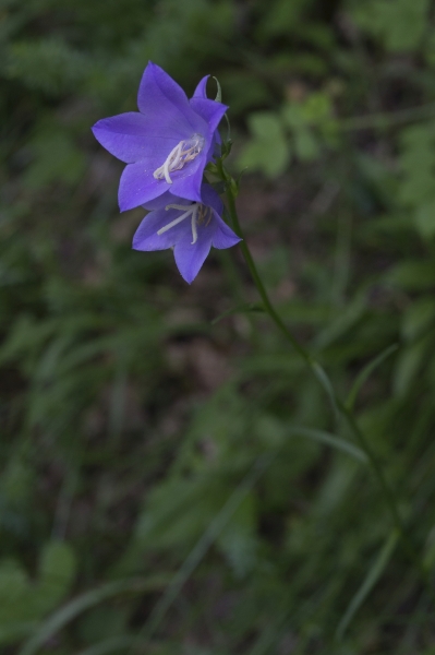 Pflanzenbild gross Pfirsichblättrige Glockenblume - Campanula persicifolia