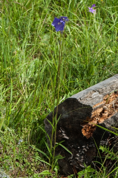 Pflanzenbild gross Pfirsichblättrige Glockenblume - Campanula persicifolia