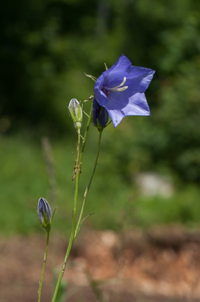Pflanzenbild gross Pfirsichblättrige Glockenblume - Campanula persicifolia