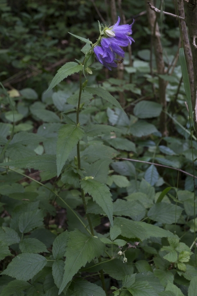 Pflanzenbild gross Nesselblättrige Glockenblume - Campanula trachelium