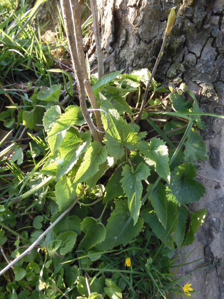Pflanzenbild gross Nesselblättrige Glockenblume - Campanula trachelium