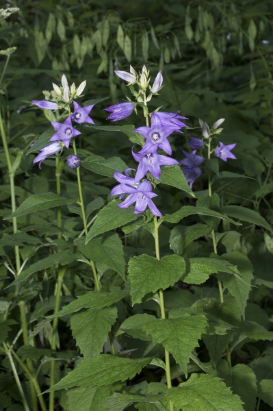 Pflanzenbild gross Breitblättrige Glockenblume - Campanula latifolia