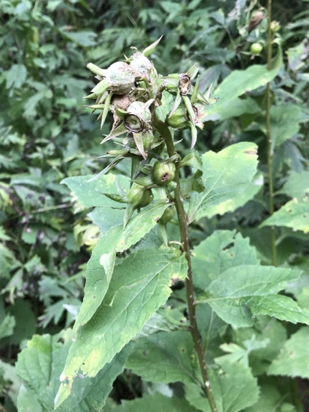 Pflanzenbild gross Breitblättrige Glockenblume - Campanula latifolia
