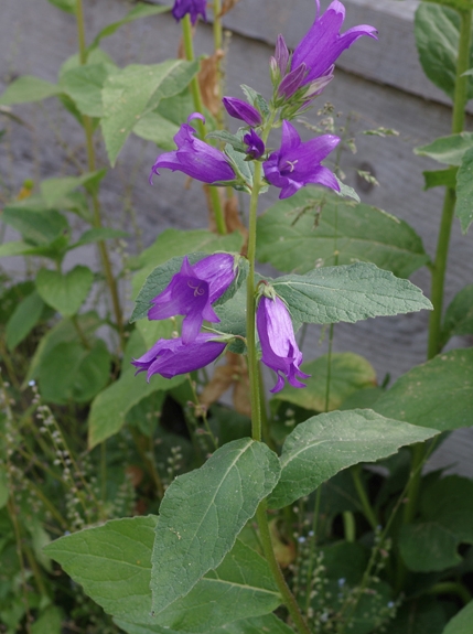 Pflanzenbild gross Breitblättrige Glockenblume - Campanula latifolia
