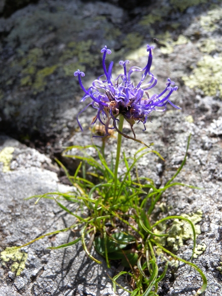 Pflanzenbild gross Halbkugelige Rapunzel - Phyteuma hemisphaericum