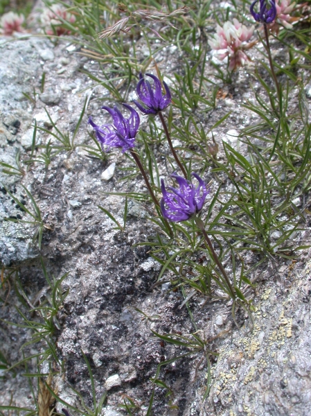 Pflanzenbild gross Halbkugelige Rapunzel - Phyteuma hemisphaericum