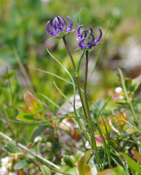 Pflanzenbild gross Halbkugelige Rapunzel - Phyteuma hemisphaericum