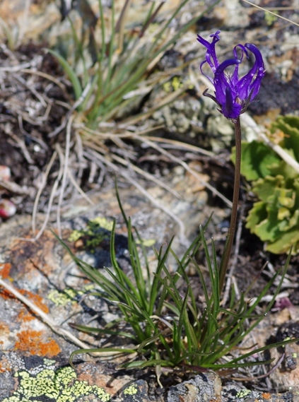 Pflanzenbild gross Halbkugelige Rapunzel - Phyteuma hemisphaericum