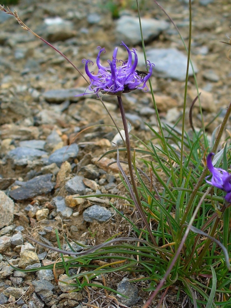 Pflanzenbild gross Halbkugelige Rapunzel - Phyteuma hemisphaericum