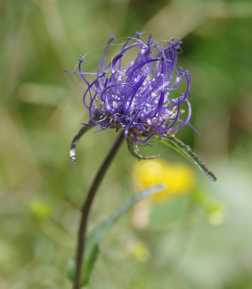 Pflanzenbild gross Scheuchzers Rapunzel - Phyteuma scheuchzeri