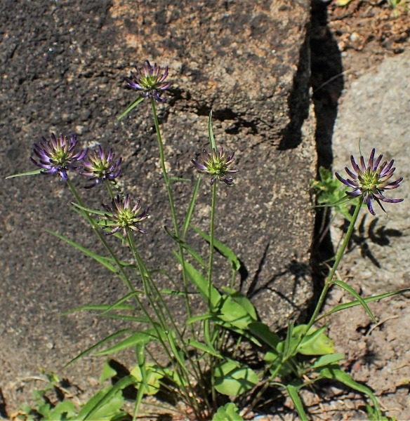 Pflanzenbild gross Scheuchzers Rapunzel - Phyteuma scheuchzeri