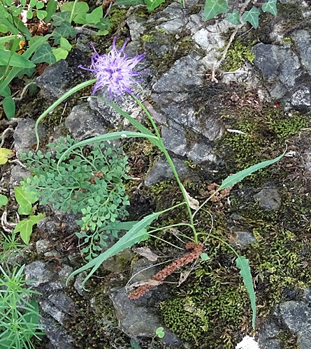 Pflanzenbild gross Scheuchzers Rapunzel - Phyteuma scheuchzeri