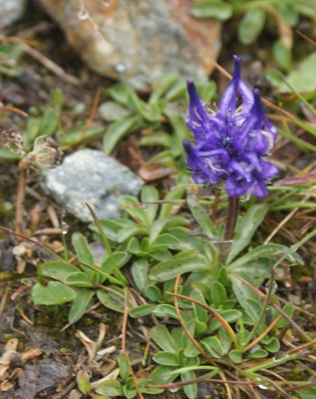 Pflanzenbild gross Kugelblumen-Rapunzel - Phyteuma globulariifolium