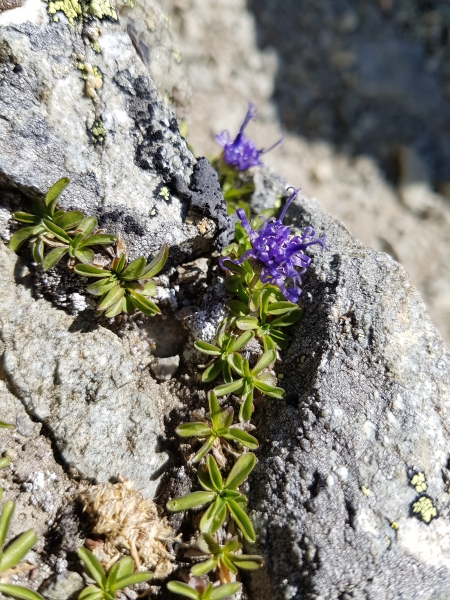 Pflanzenbild gross Kugelblumen-Rapunzel - Phyteuma globulariifolium