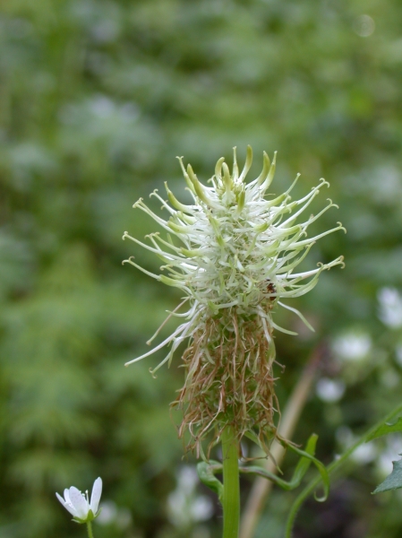 Pflanzenbild gross Ährige Rapunzel - Phyteuma spicatum