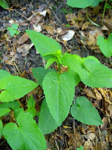 Pflanzenbild gross Ährige Rapunzel - Phyteuma spicatum